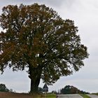 "Mein Baum" im Herbst I