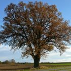 "Mein Baum" im Herbst II