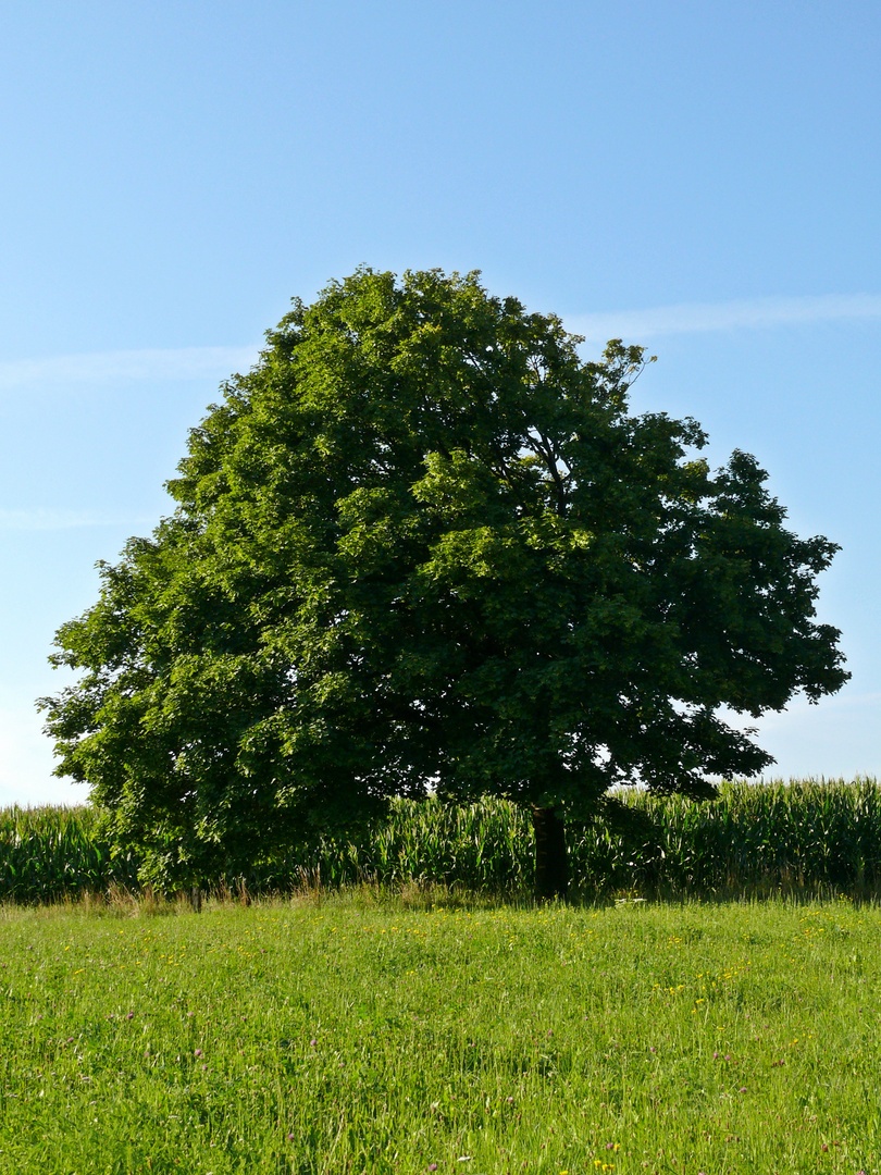 "Mein" Baum im Juli