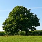 "Mein" Baum im Juli