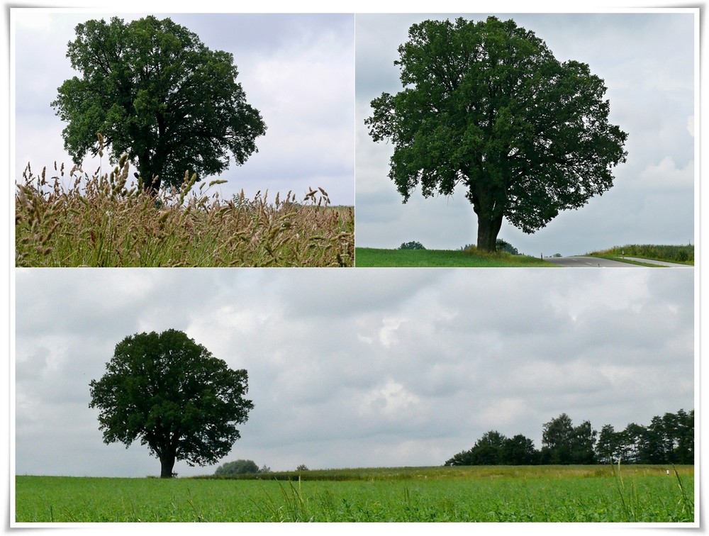 "Mein Baum" im Juni