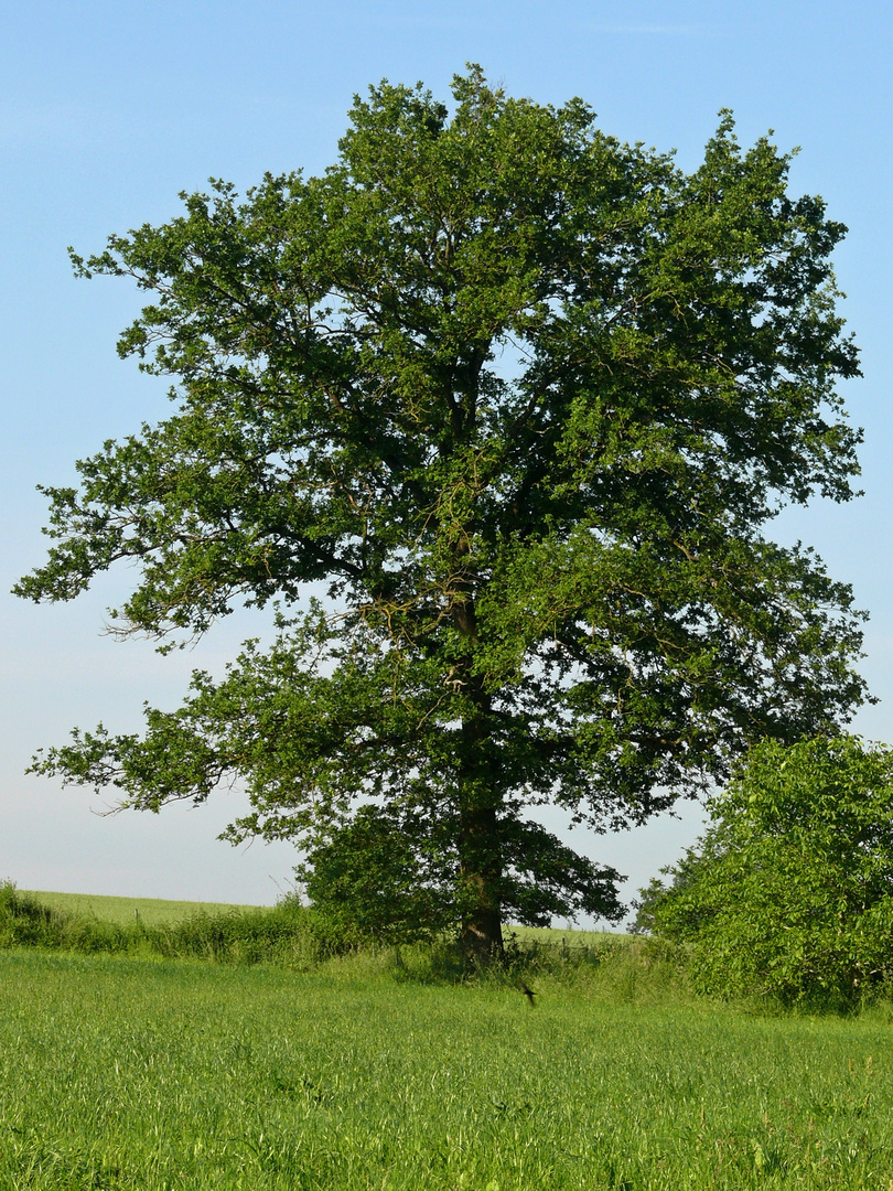 "Mein Baum" im Juni