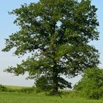 "Mein Baum" im Juni