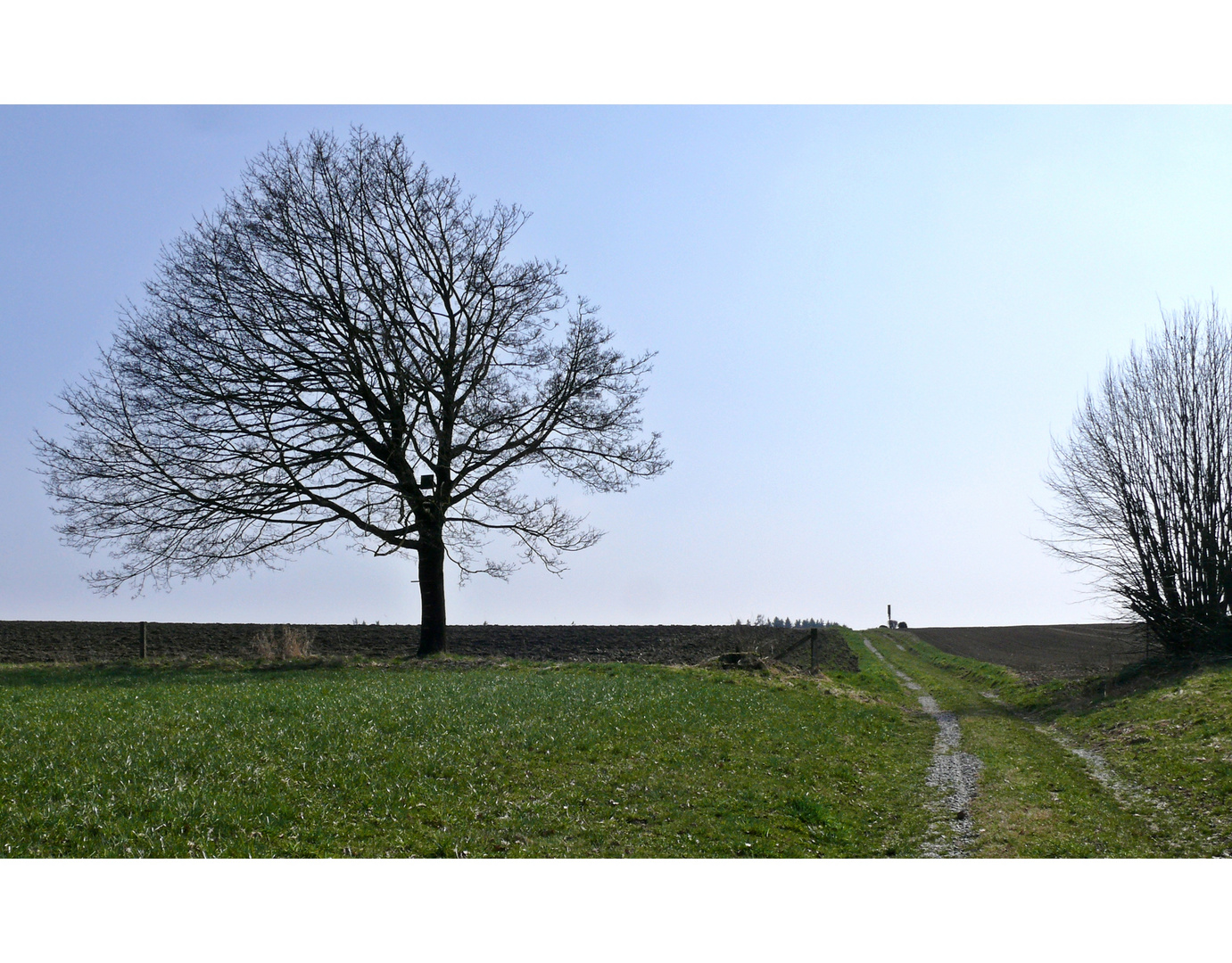 "Mein" Baum im März