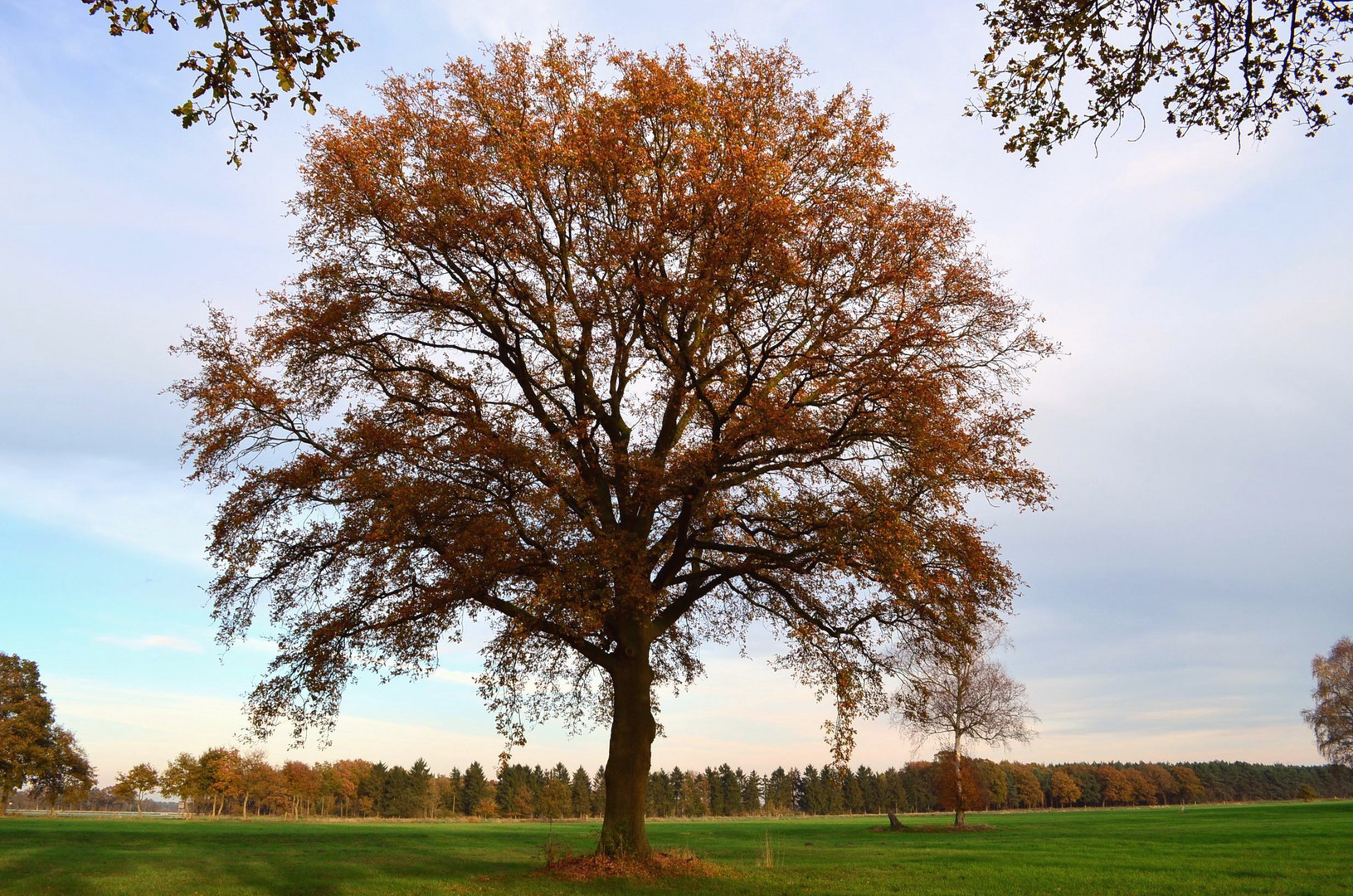 Mein Baum im November