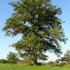 Mein Baum im September