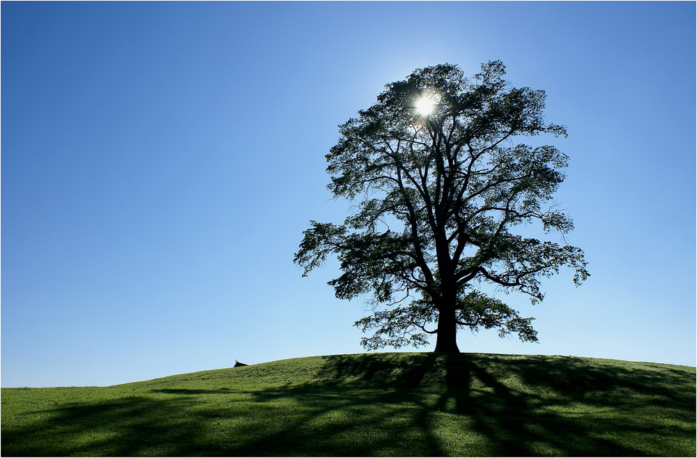 Mein Baum im Sommer