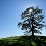 Mein Baum im Sommer