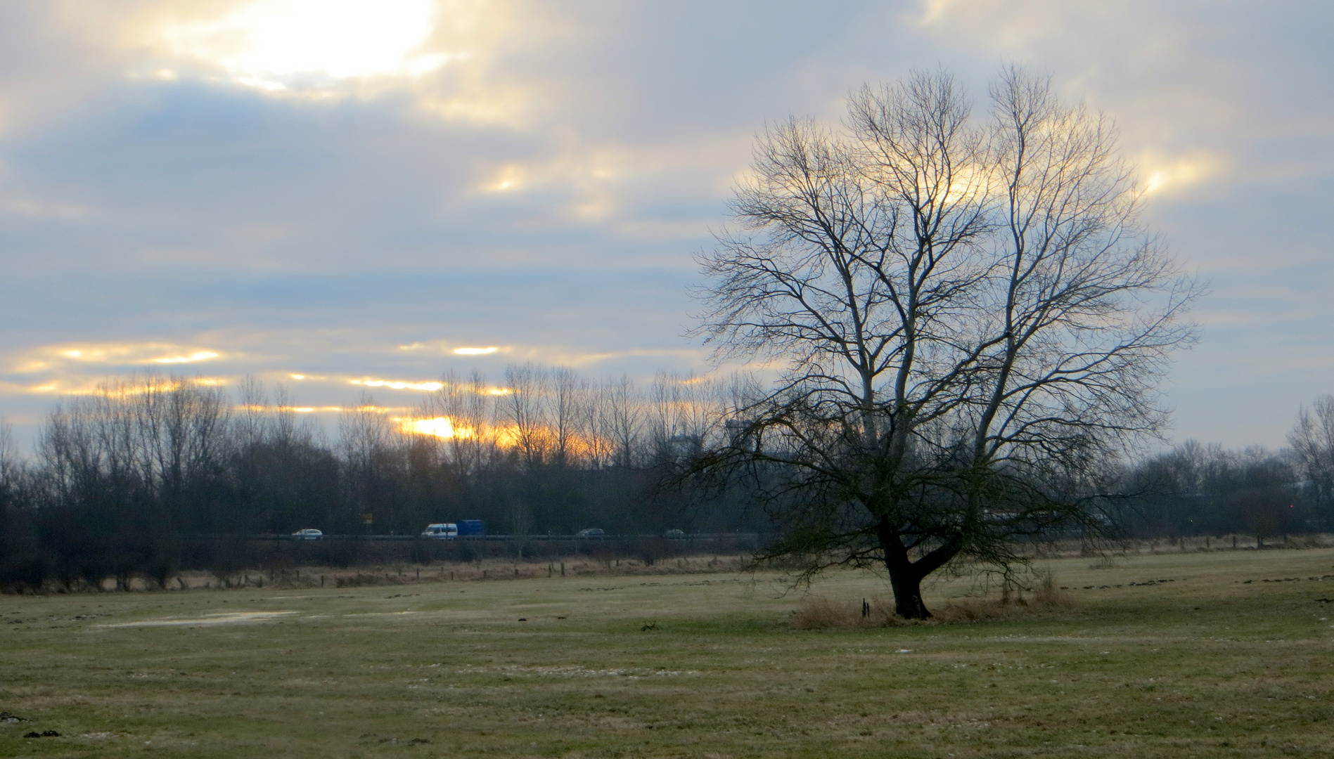 "mein Baum" im Sonnenaufgang