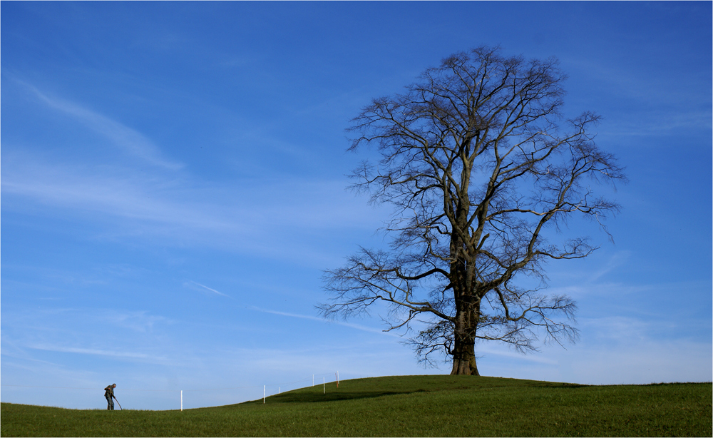 Mein Baum im Spätherbst