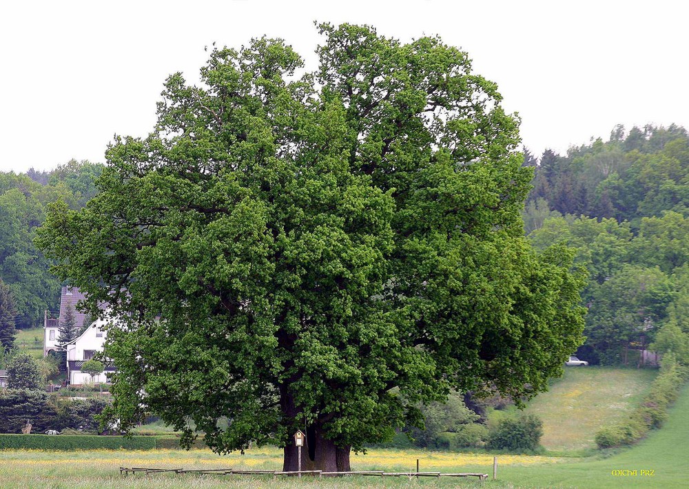 Mein Baum im vollen Kleid