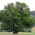 Mein Baum im vollen Kleid