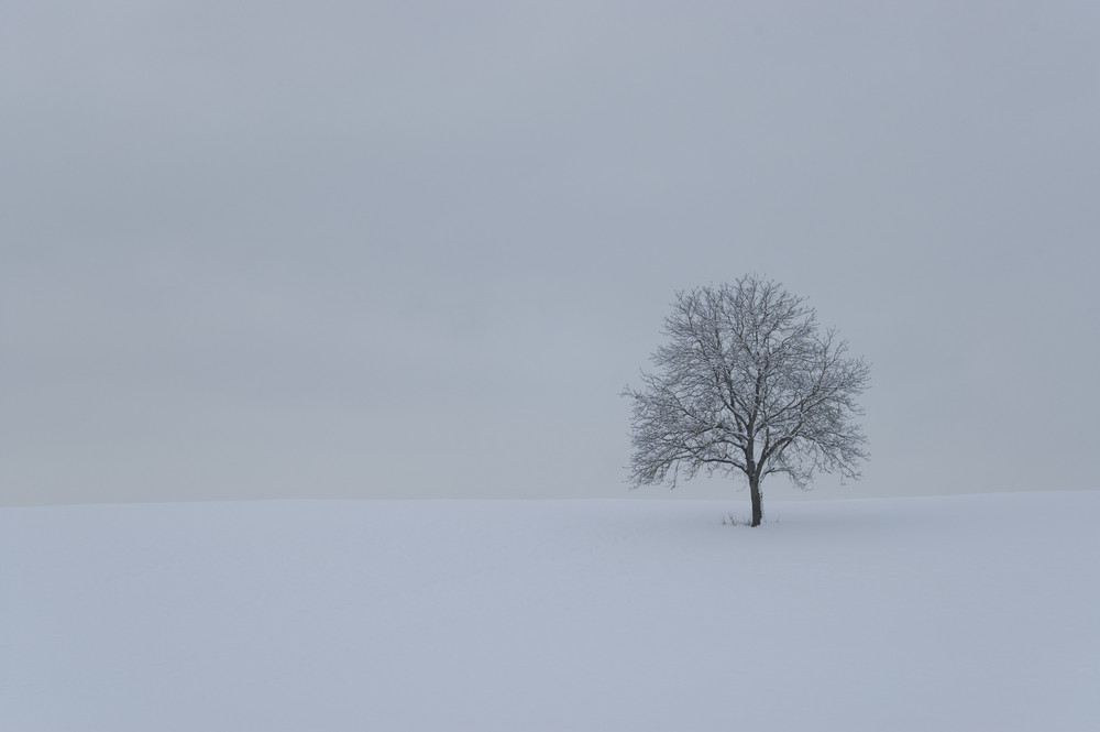 "mein" Baum im Winter