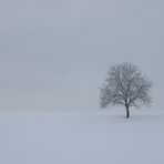 "mein" Baum im Winter