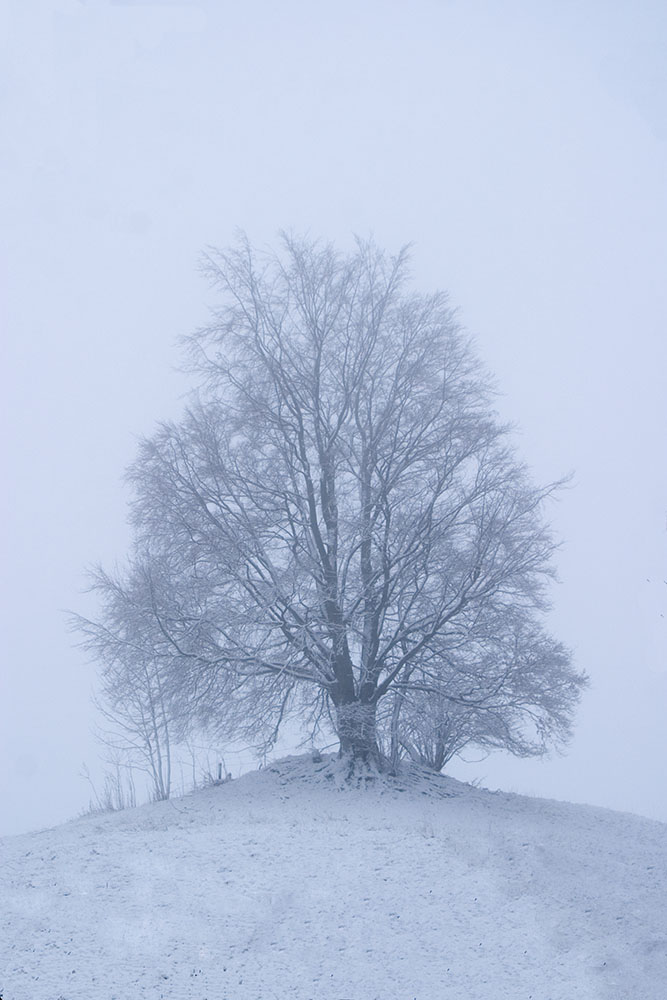 mein Baum im Winter