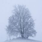 mein Baum im Winter