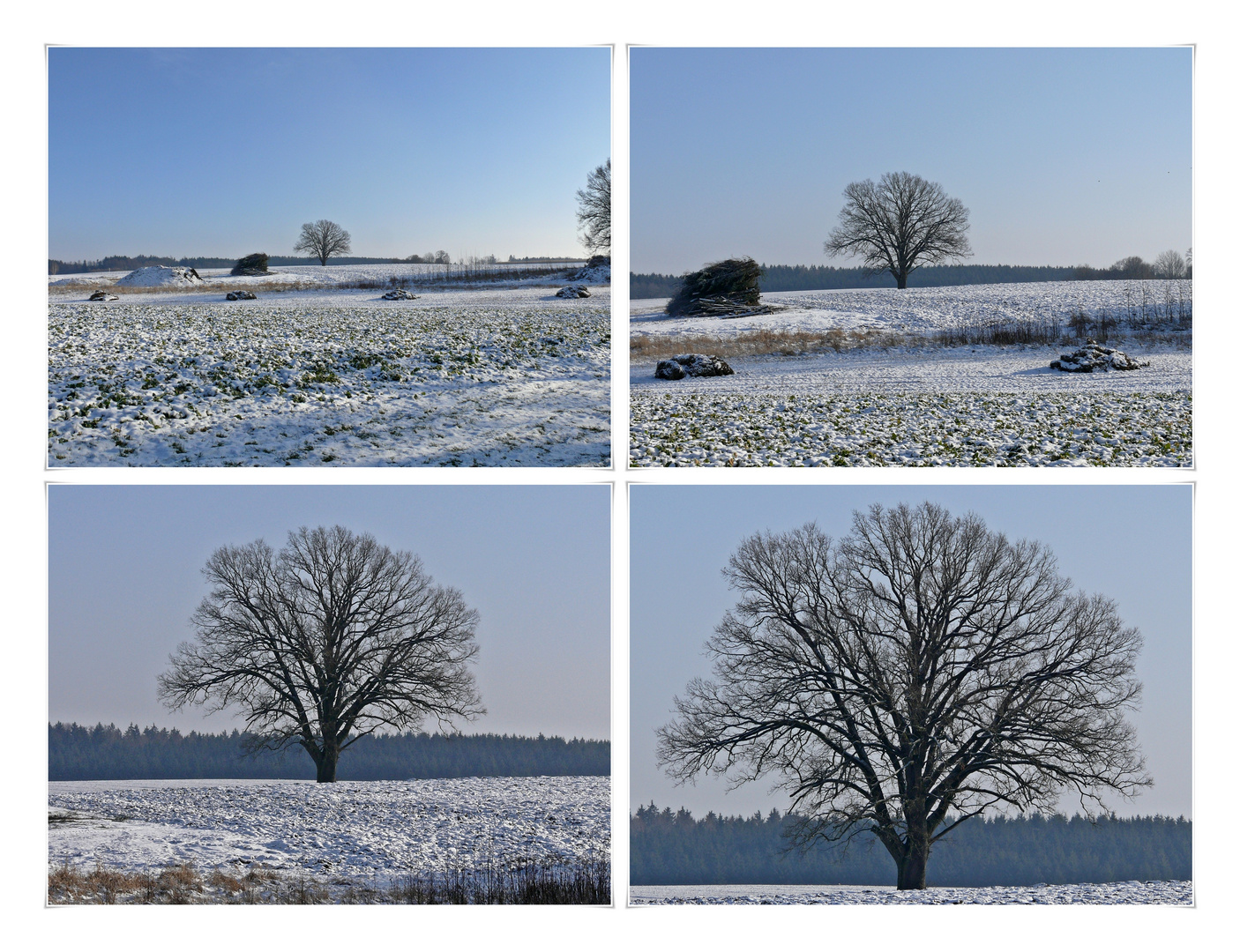 "Mein Baum" im Winter