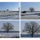 "Mein Baum" im Winter