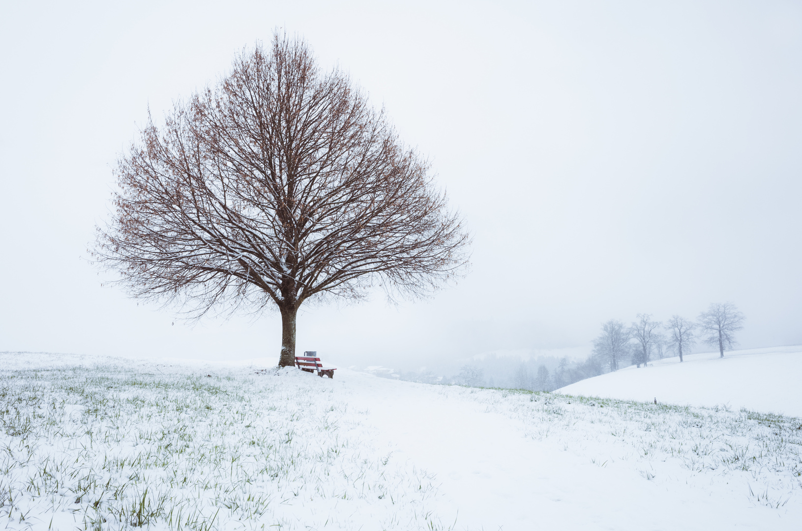 Mein Baum im Winter