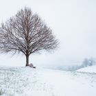 Mein Baum im Winter