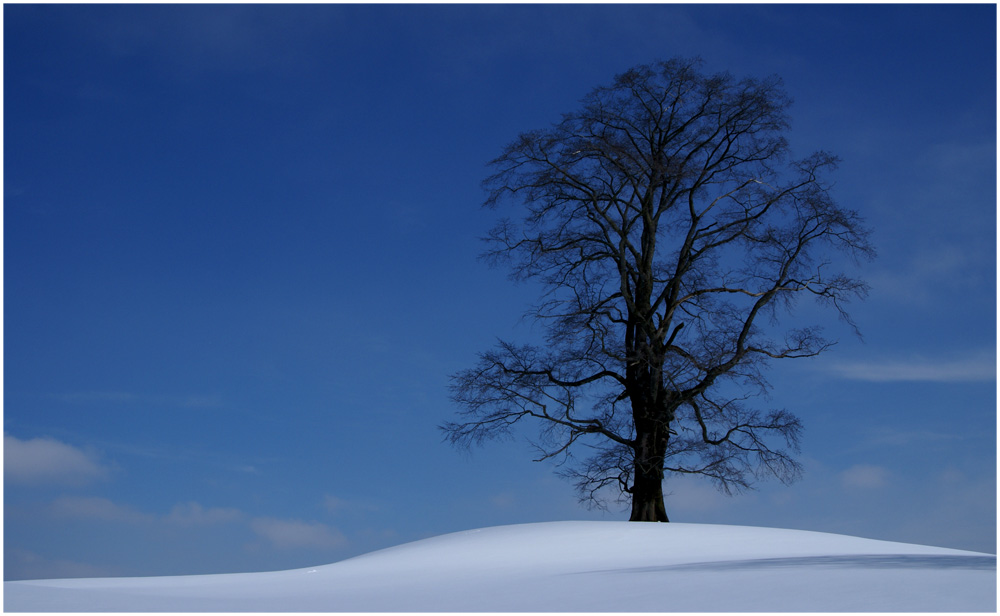 Mein Baum im Winter