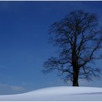 Mein Baum im Winter