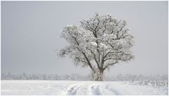 Mein Baum im Winterkleid