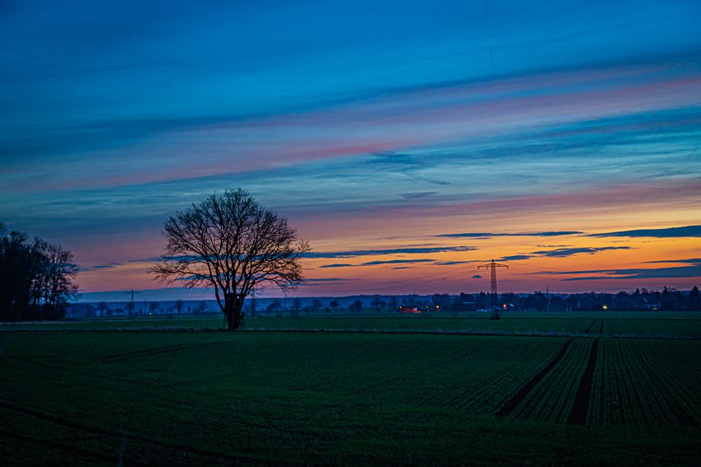 Mein Baum in der Morgenröte