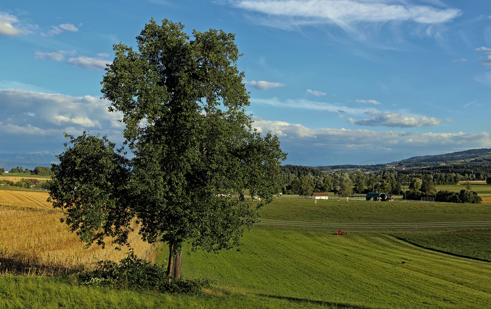 Mein Baum (Juli 2015)