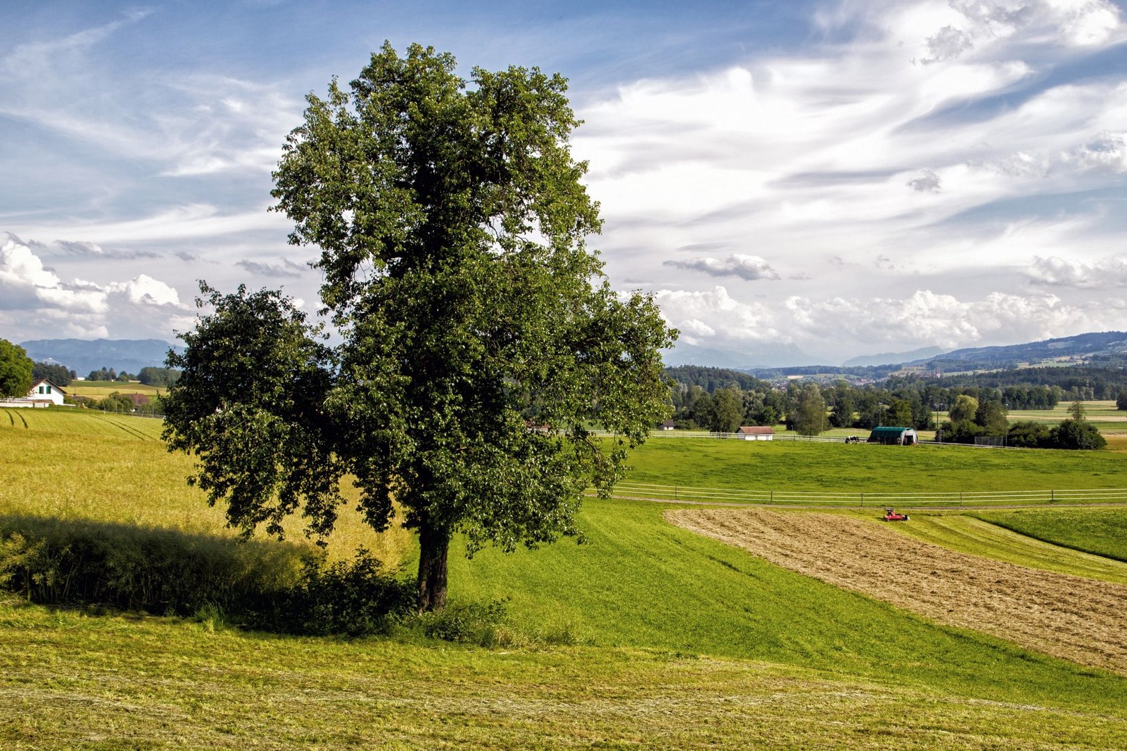 Mein Baum (Juni 2015)