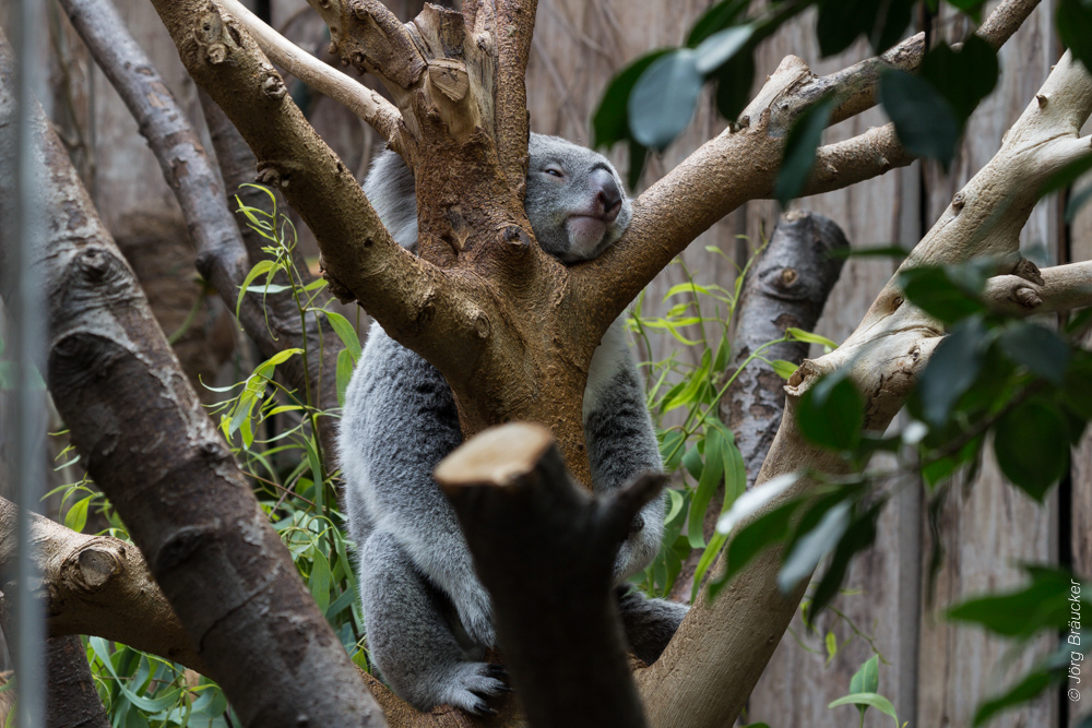 Mein Baum (Koala)