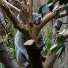 Mein Baum (Koala)