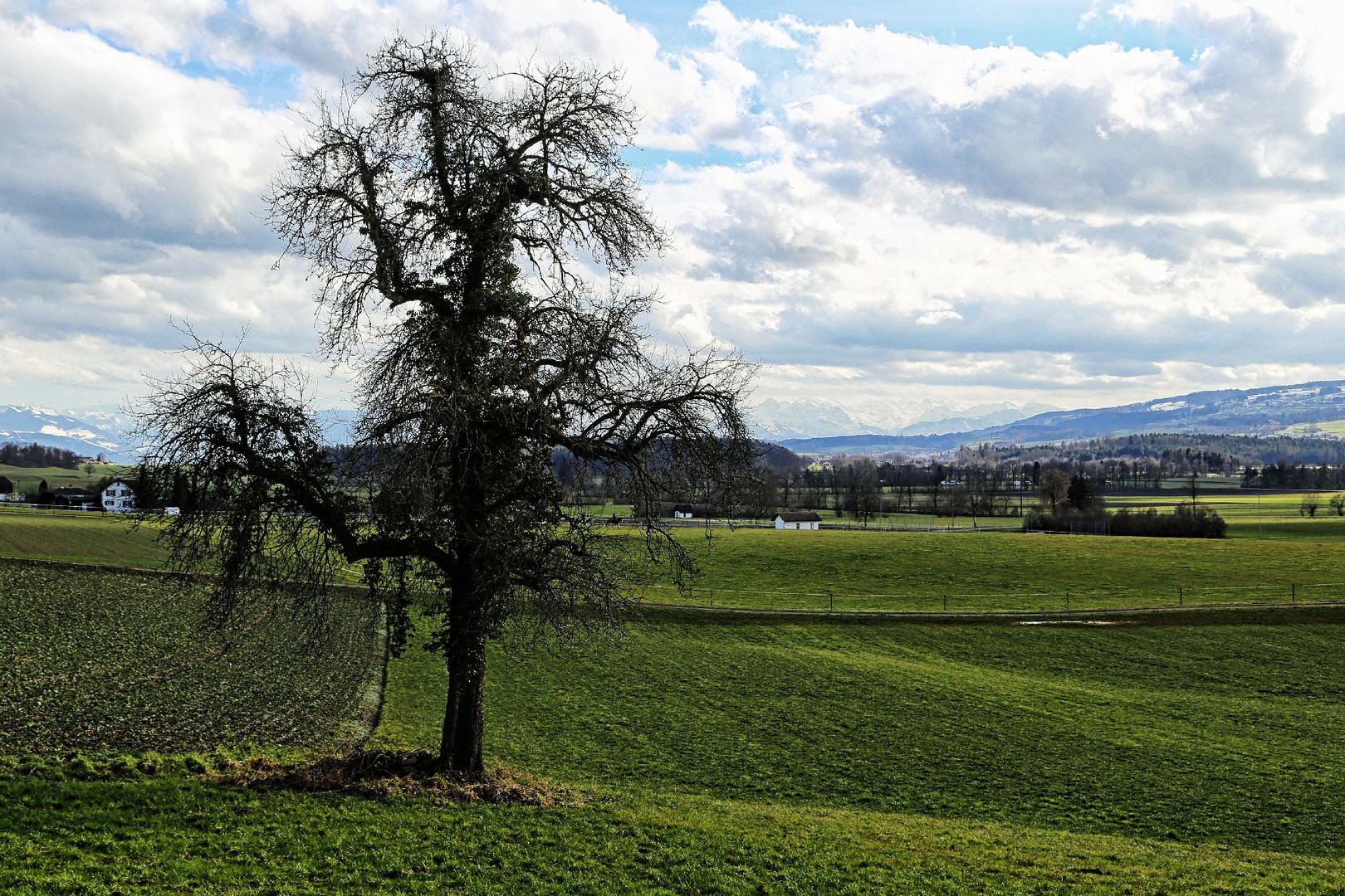 Mein Baum (März 2015)