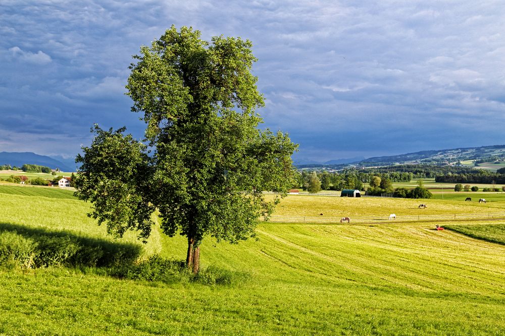 Mein Baum (Mai 2015)