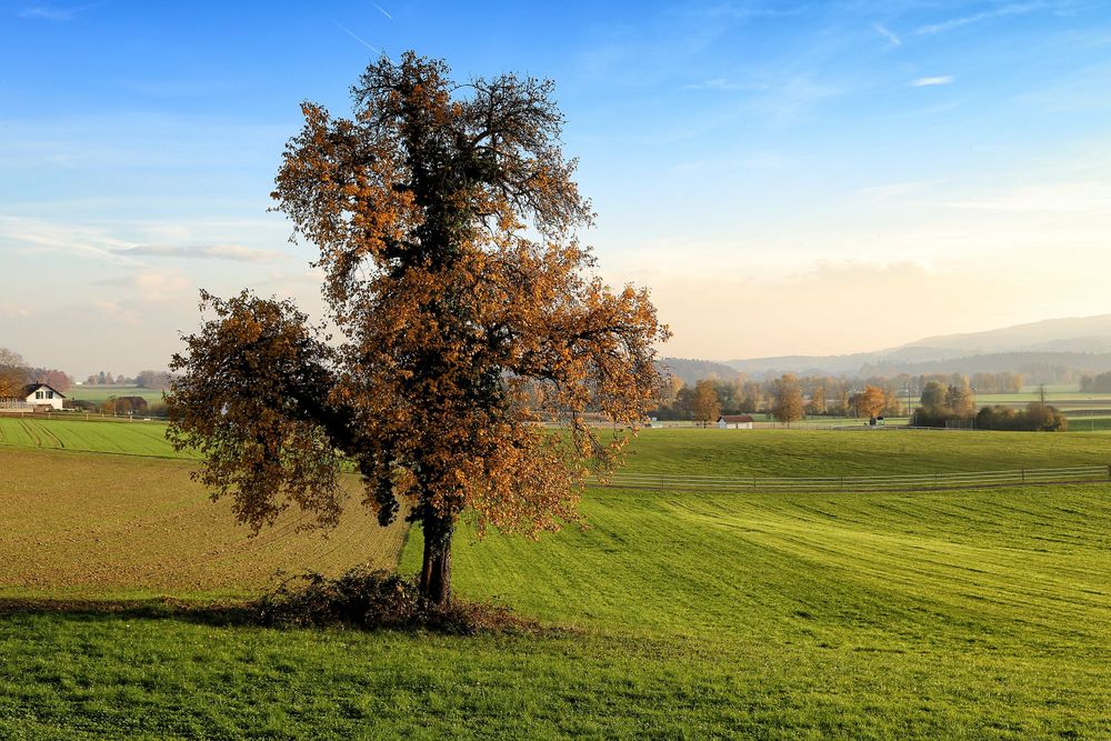 Mein Baum (Oktober 2015)