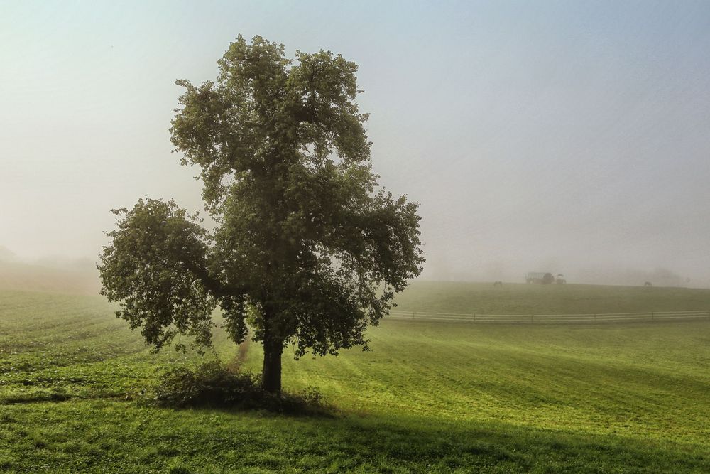 Mein Baum (September 2015)