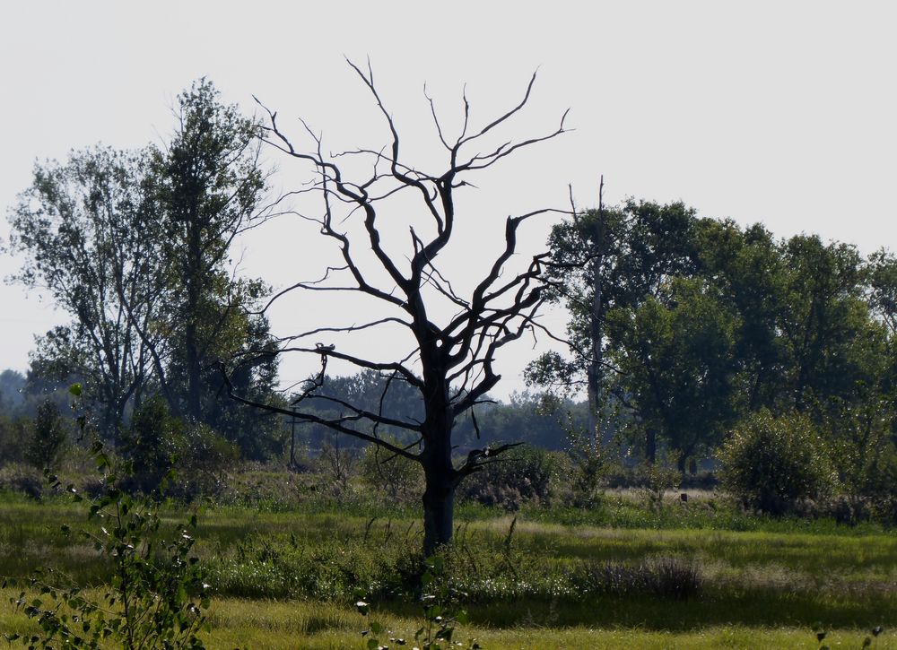 Zecken Vom Baum Fallen