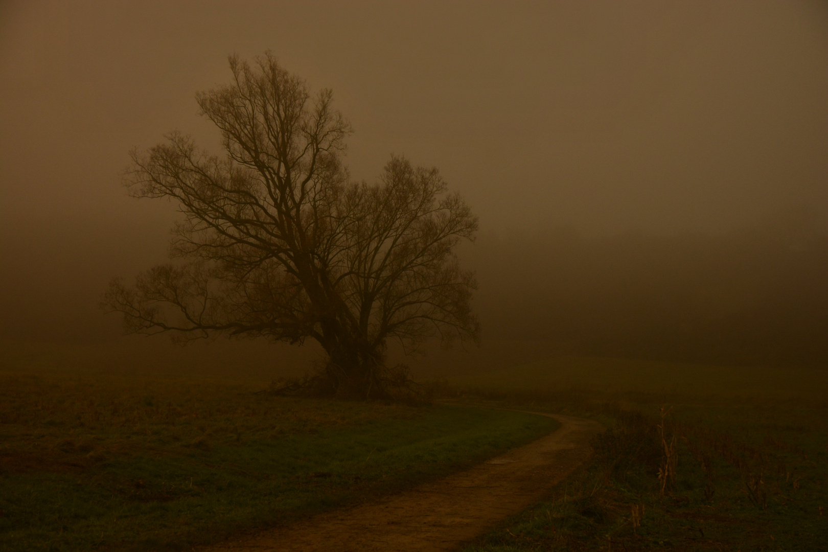 "Mein Baum" um Mitternacht