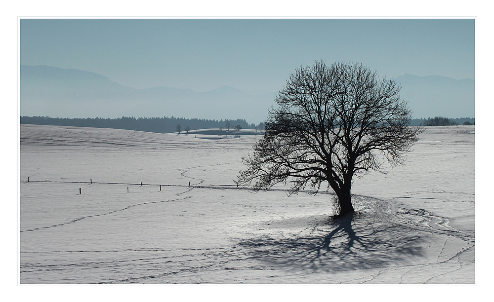 Mein Baum und sein Schatten