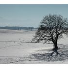 Mein Baum und sein Schatten