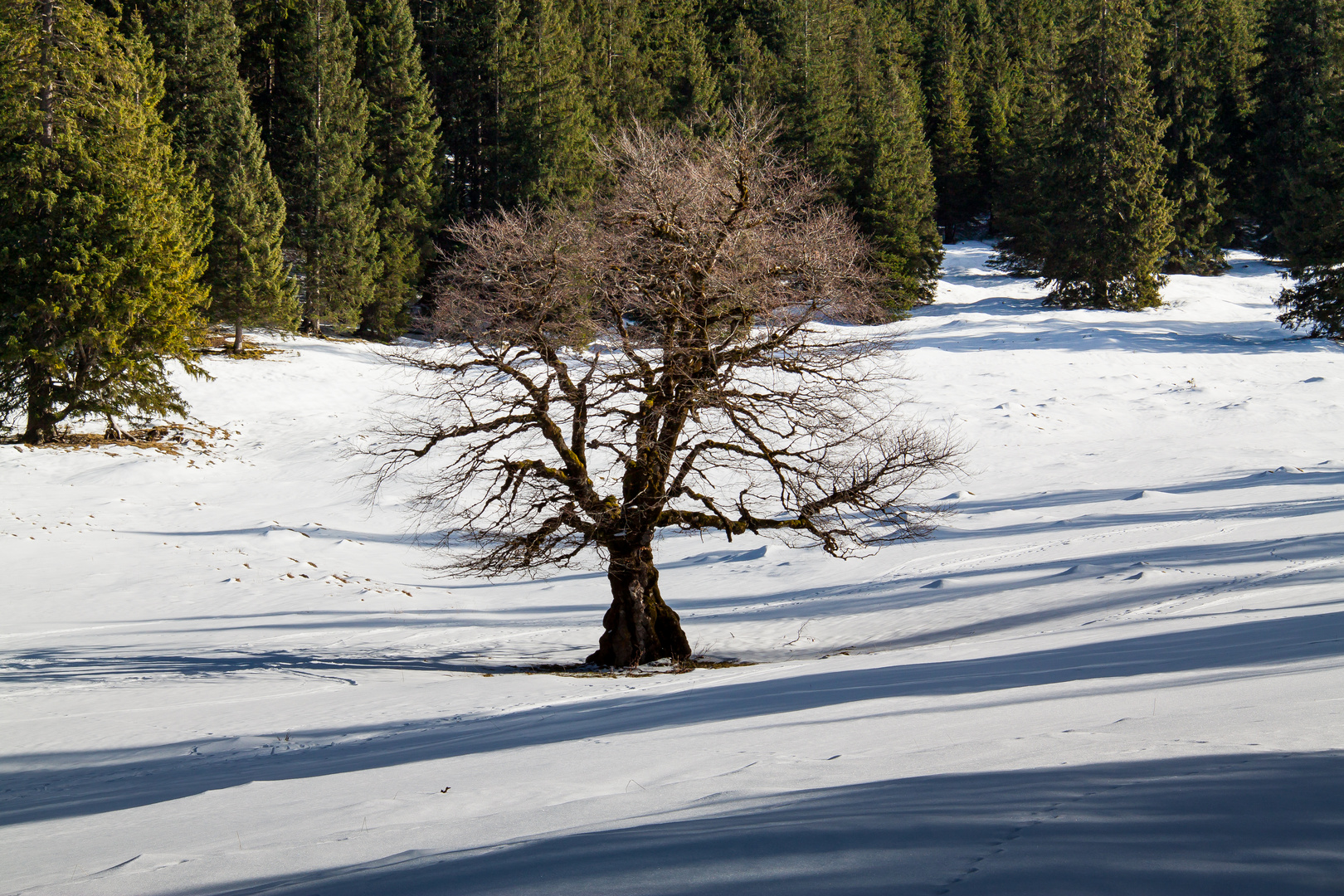 Mein Baum - unser Baum - nochmal