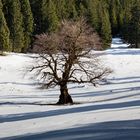 Mein Baum - unser Baum - nochmal