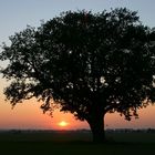 Mein Baum vor Salzkotten