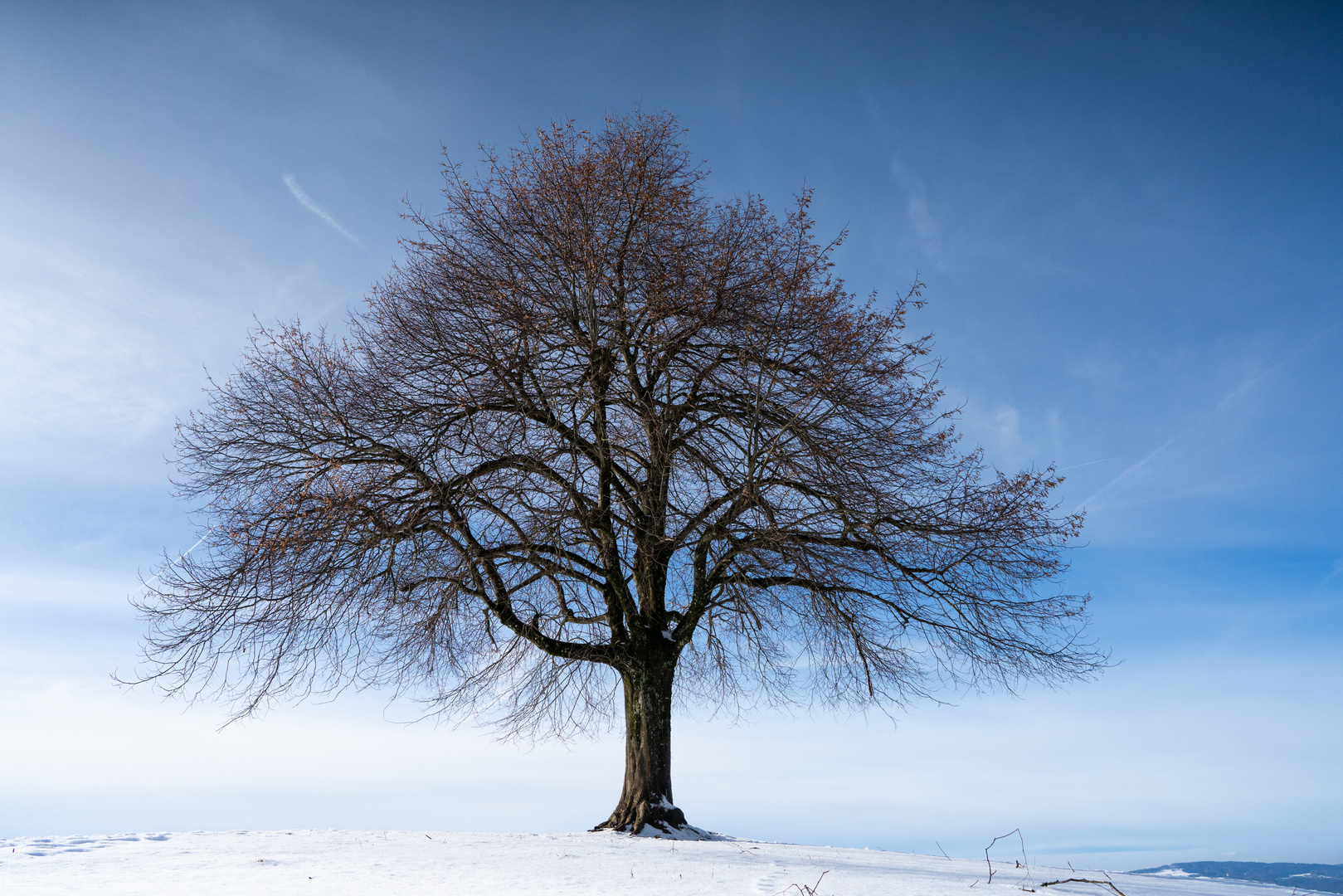 Mein Baum - Winter Bild 4 von 4