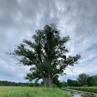 Mein Baumie am Allerkanal 