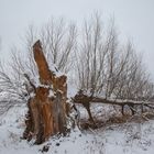 Mein Baumie  -  im Winter - und mehr davon 