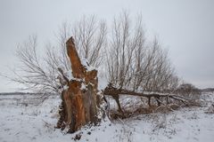 Mein Baumie  -  im Winter - und mehr davon 