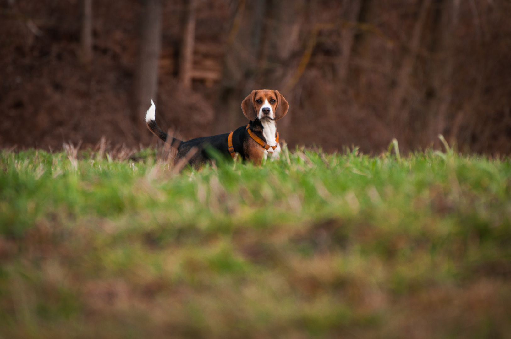 mein Beagle Kira