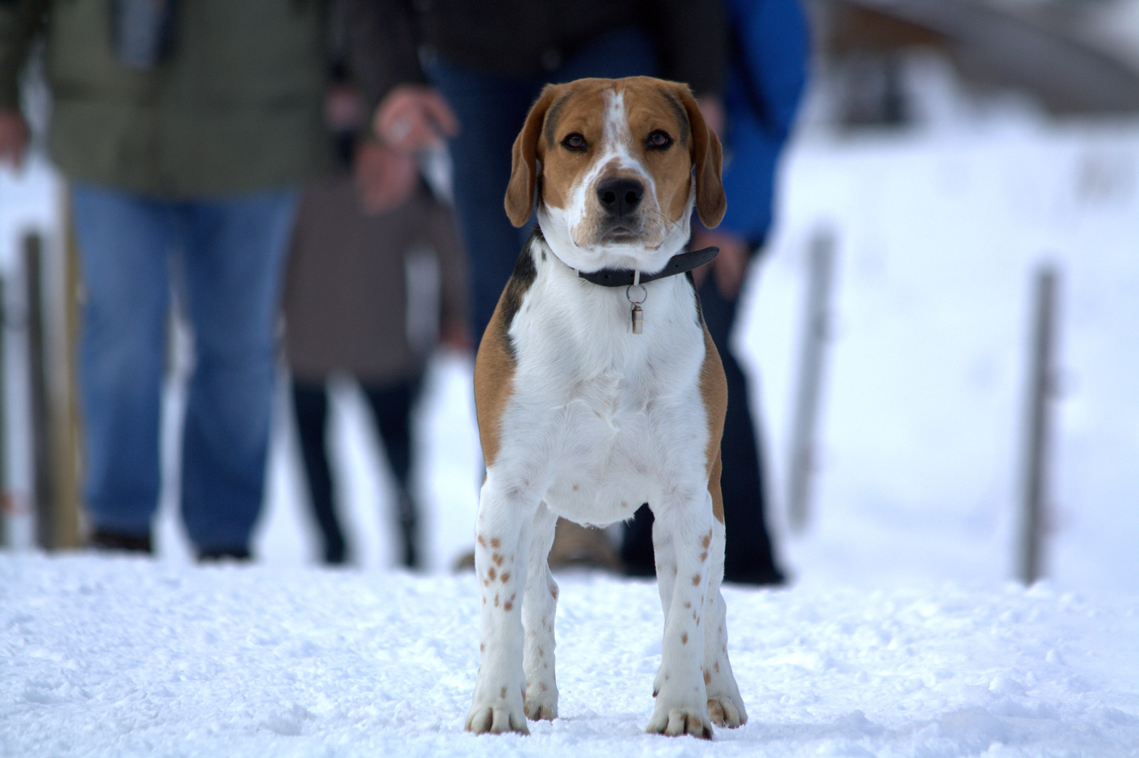 Mein Beagle Sam