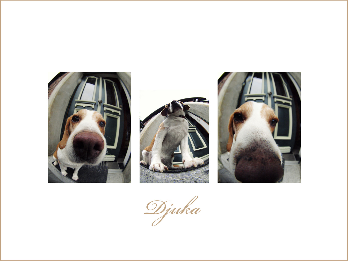 Mein Beaglewegbegleiter gefisheyed :)